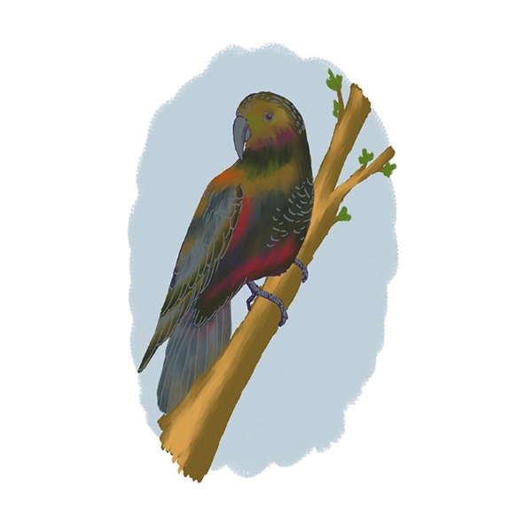 Kaka digital drawing A digital drawing of a New Zealand Kaka bird. It shows the bright colours of the bird, sitting on a branch against a light blue background.